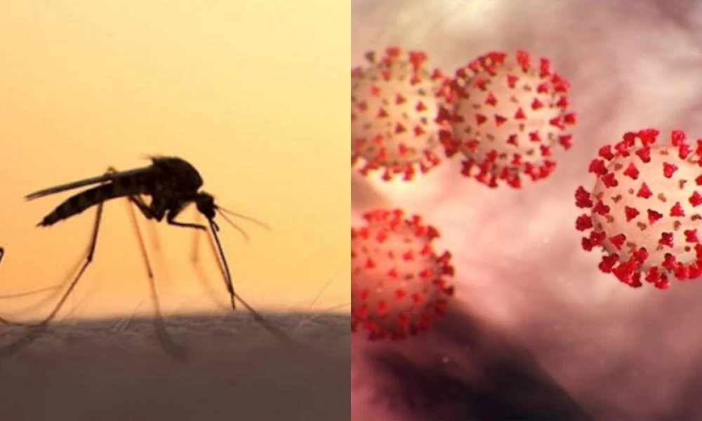 Κορονοϊός: Τελικά μεταδίδεται από τα κουνούπια; - Τι αναφέρει ο ΠΟΥ